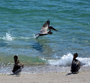 DSC_3474 Pelican taking flight