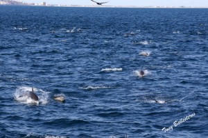 DSC01719 Dolphins