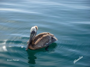 Brown Pelican