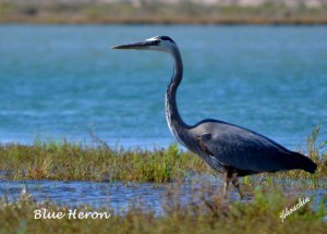 Blue Heron