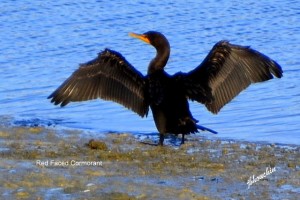 Red Faced Cormorant