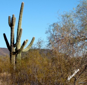 Giant Saguaro Cacti DSC01229-1 2304x2264