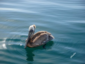 Brown Pelican