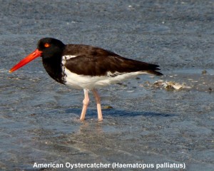 American Oyster Catcher