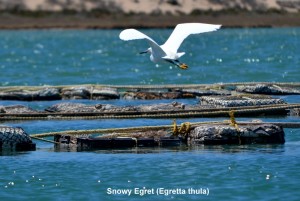 Snowy Egret in flight over oyster farm