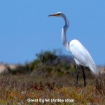 Great Egret