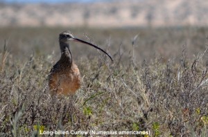 Long-billed Curlew