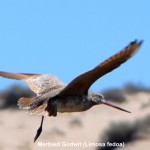 Marbled Godwit