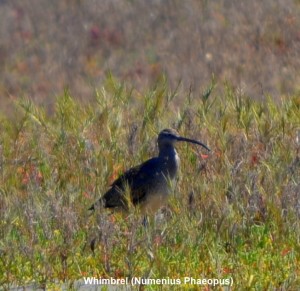 Whimbrel