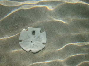 Sand Dollar Under Shallow Sea Water 3456x2592