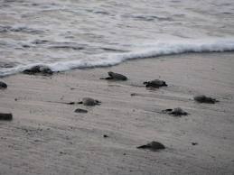 New Born Turtles making their way to the sea