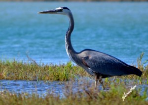 Blue Heron