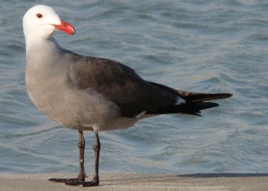 Heermann's Gull