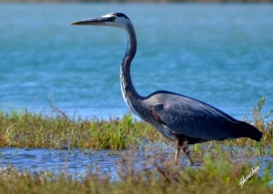 Blue Heron