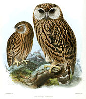 170px-Keulemans_Laughing_Owl[1]