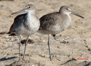 Willets (Winter Plumage)