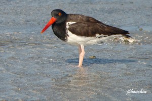 Oyster Catcher