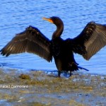 Red Faced Cormorant