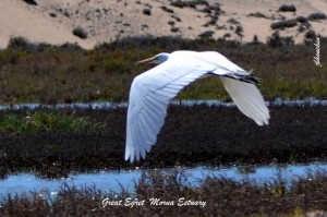 Great Egret