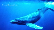 Blue Whalebmp