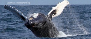 Humpback Breach Seashepherd.orgbmp