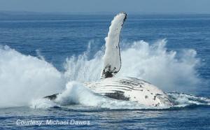 Humpback Michael Dawes bmp