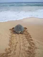 Exhausted sea turtle returning to sea after depositing eggs